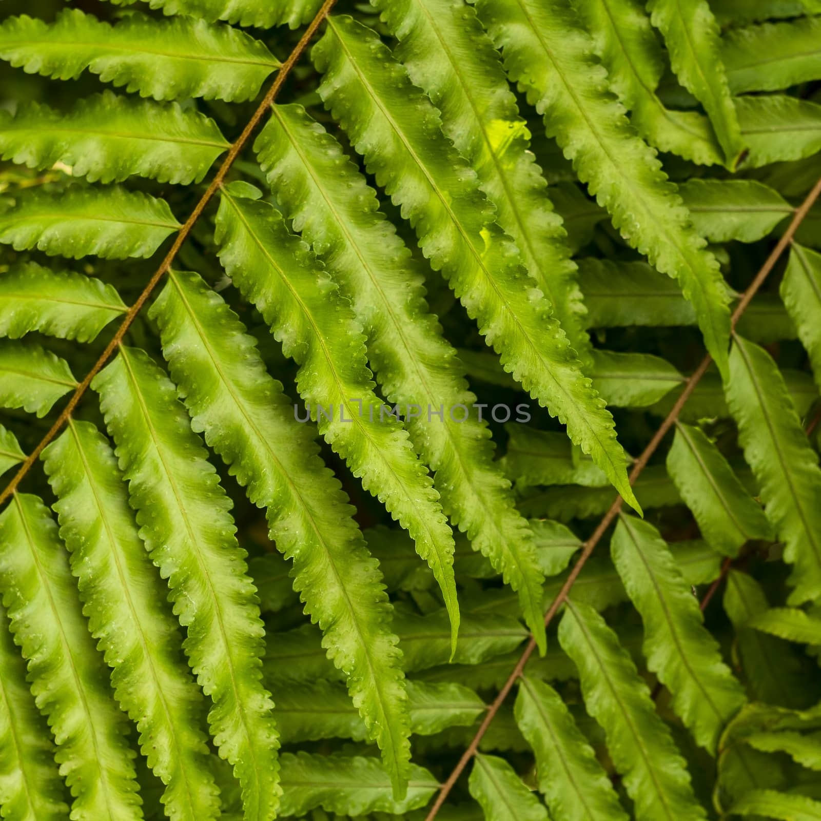 Close up fern leaf by liewluck