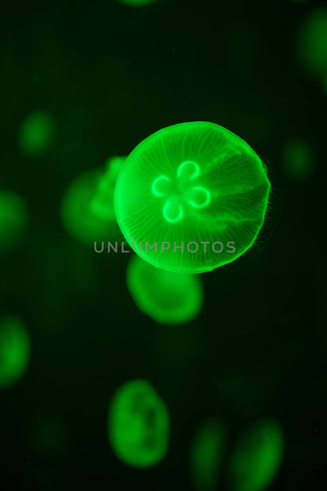 green glowing jellyfish aurelia aurita underwater