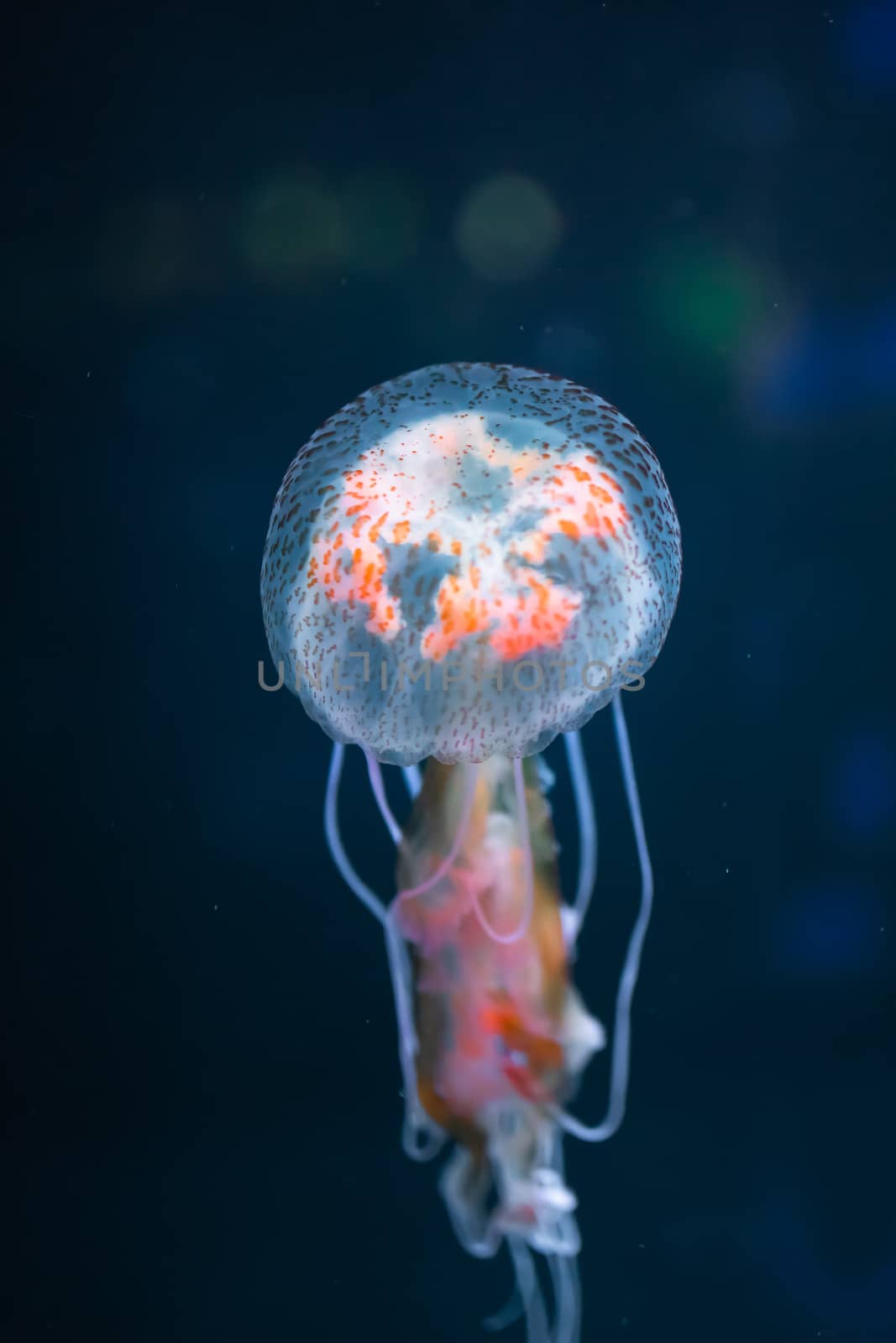 pelagia noctiluca jellyfish underwater by nikkytok