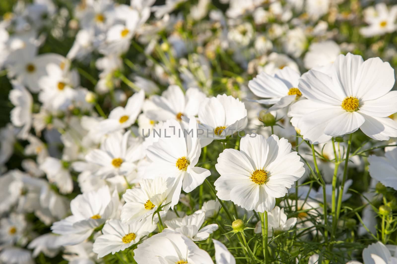 White cosmos flowers blooming in the garden