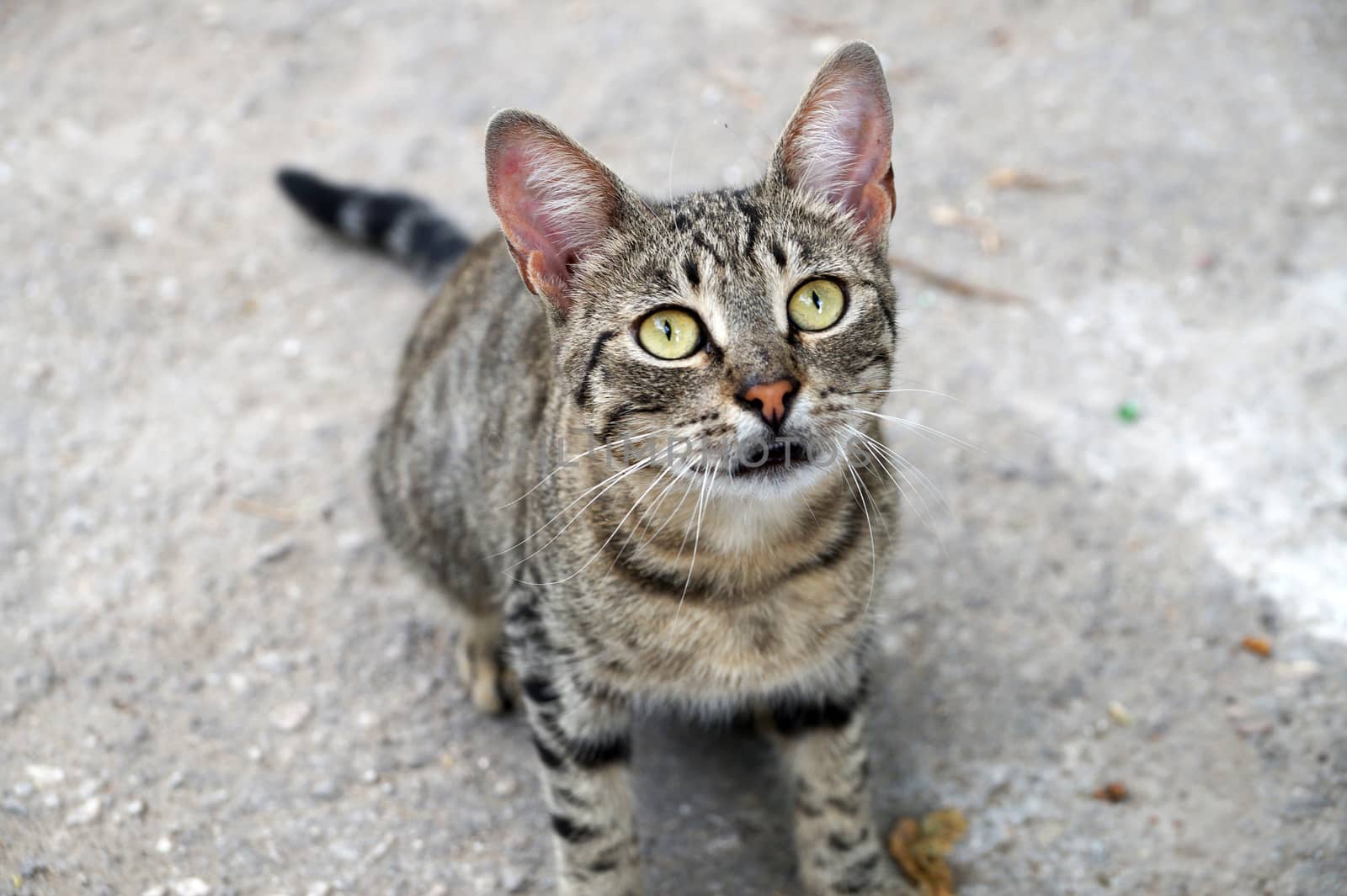 homeless black and white cat looking at the camera by Annado