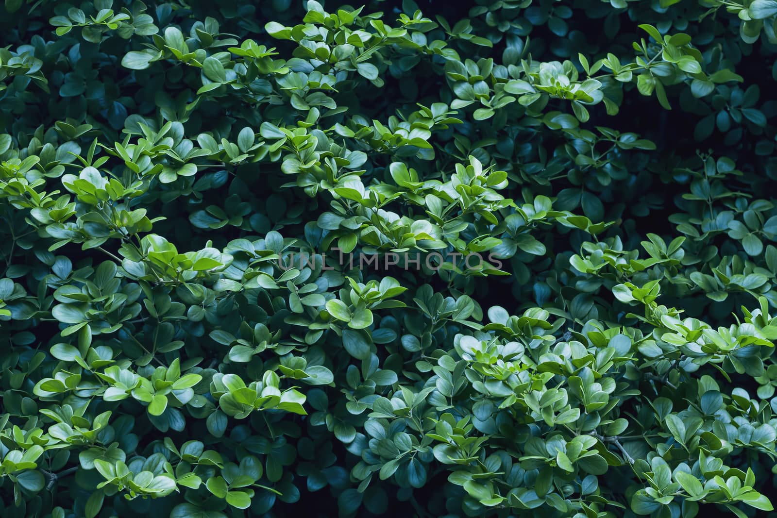 Green leaf background by liewluck