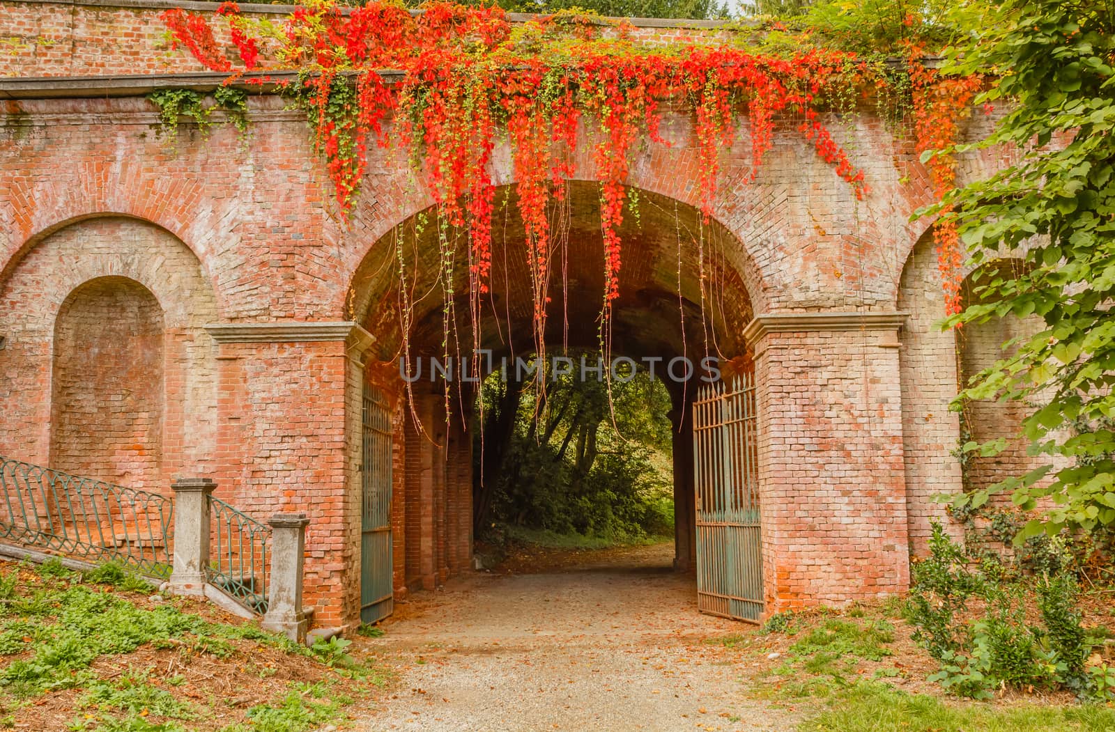 the colorful foliage of beech tree adorns a brick arch by moorea