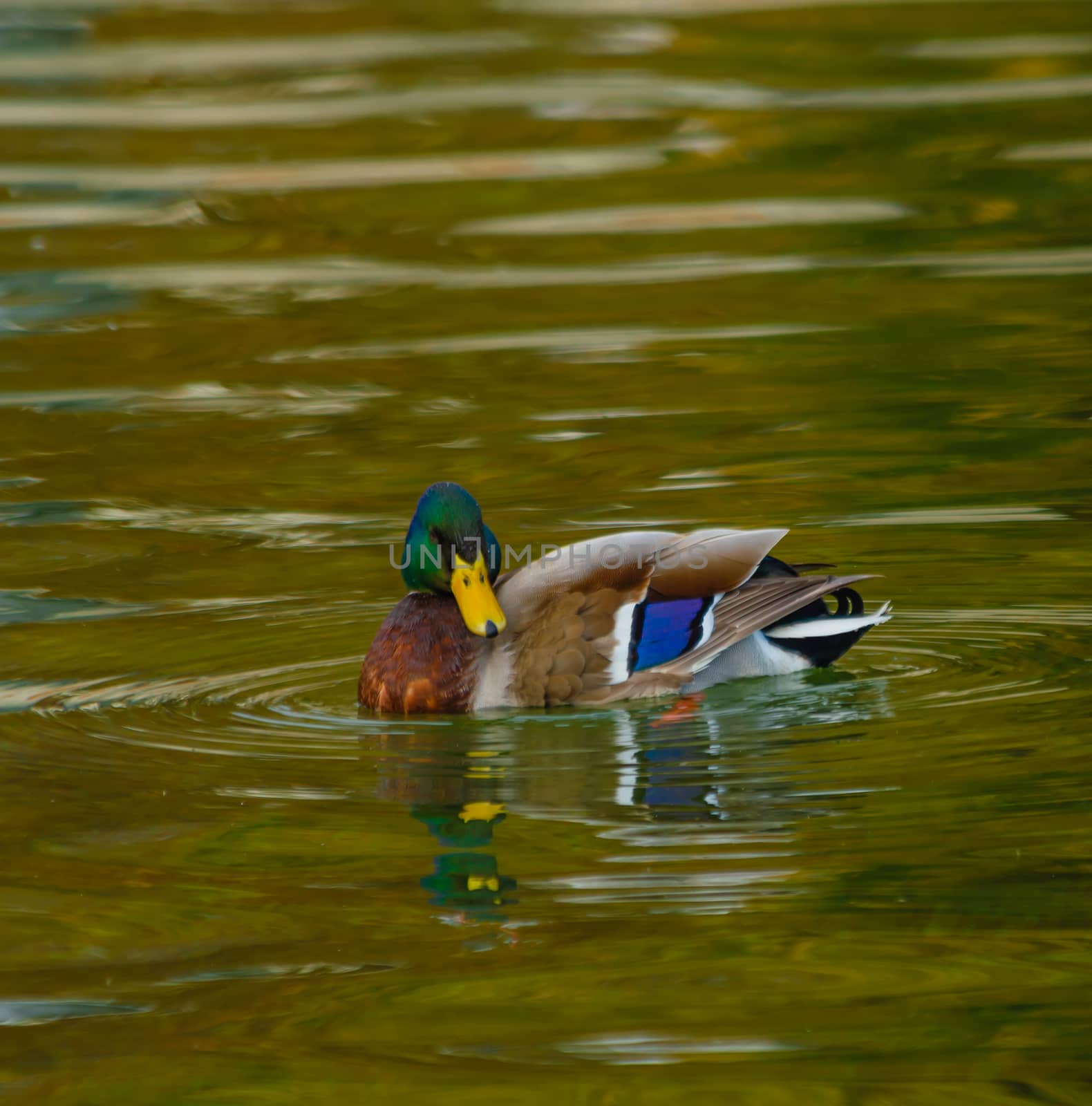 a male specimen of  the mallards is  swimming in a lake by moorea