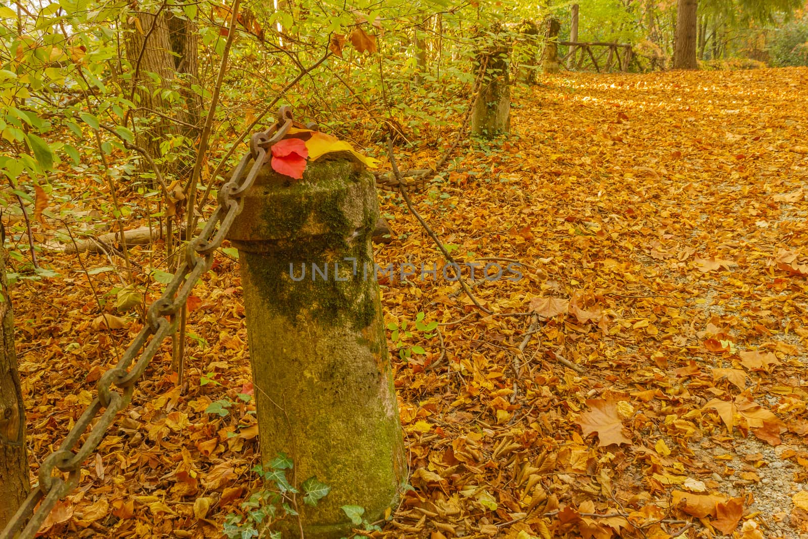 a colorful autumnal underwood