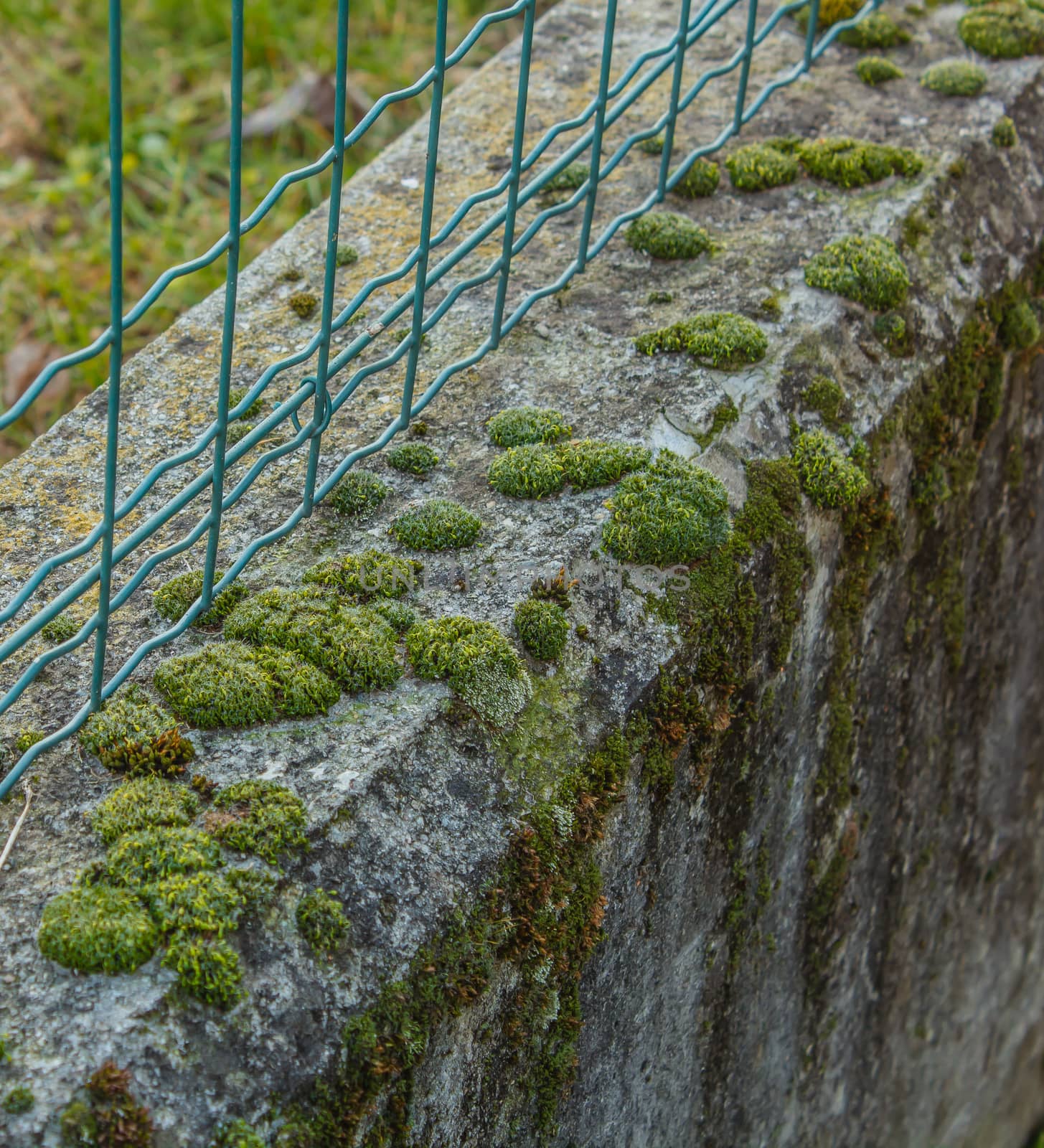 bubble-shaped moss on a low wall