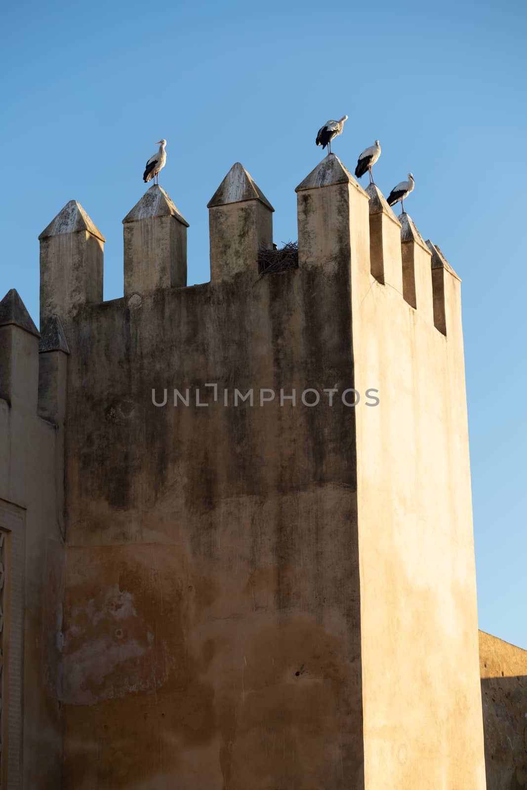 Storks roosting on the castellations of part of the Royal Palace Fez Morocco by kgboxford