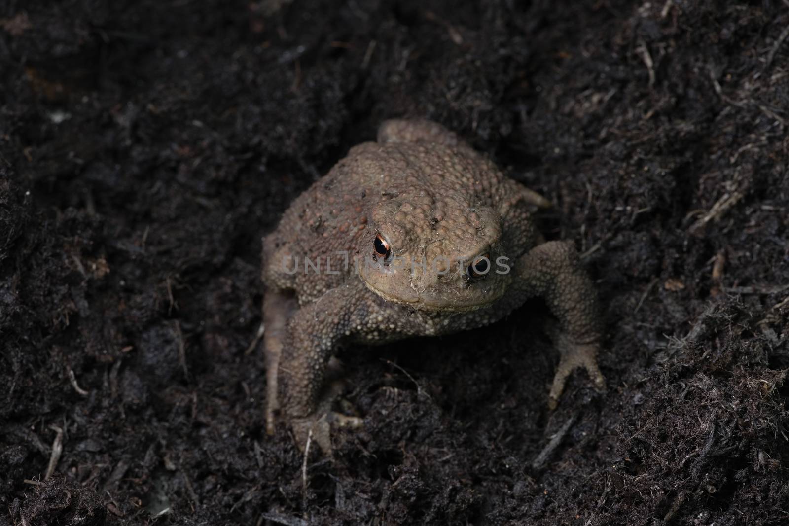 Striking orange eyes in this close up portrait of a common toad. Plain dark compost background with copy space. Looking directly at the camera.