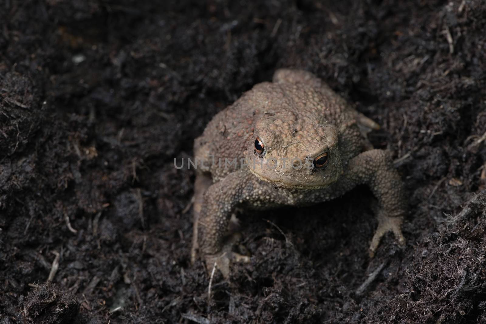 Brighter and closer, striking orange eyes of this toad are highlighted, Plenty of copy space in this frame filling image. Dark compost background