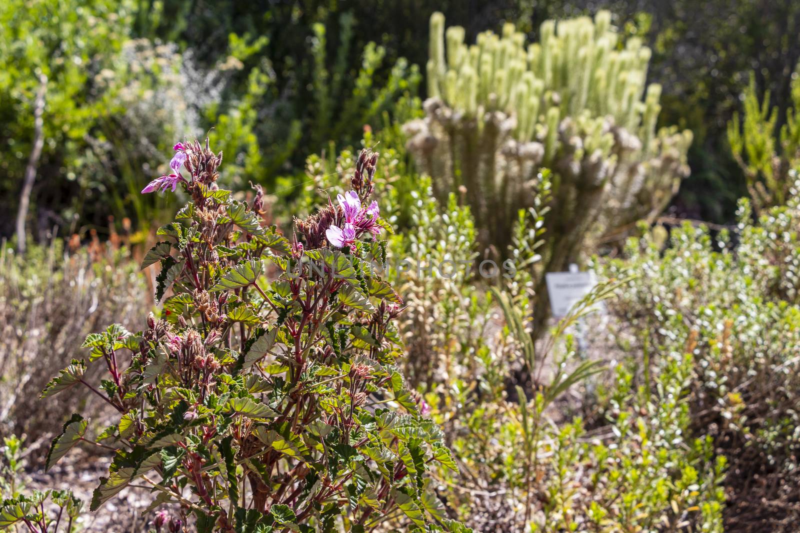 Purple pink flowers plants in the Kirstenbosch National Botanical Garden, Cape Town, South Africa.