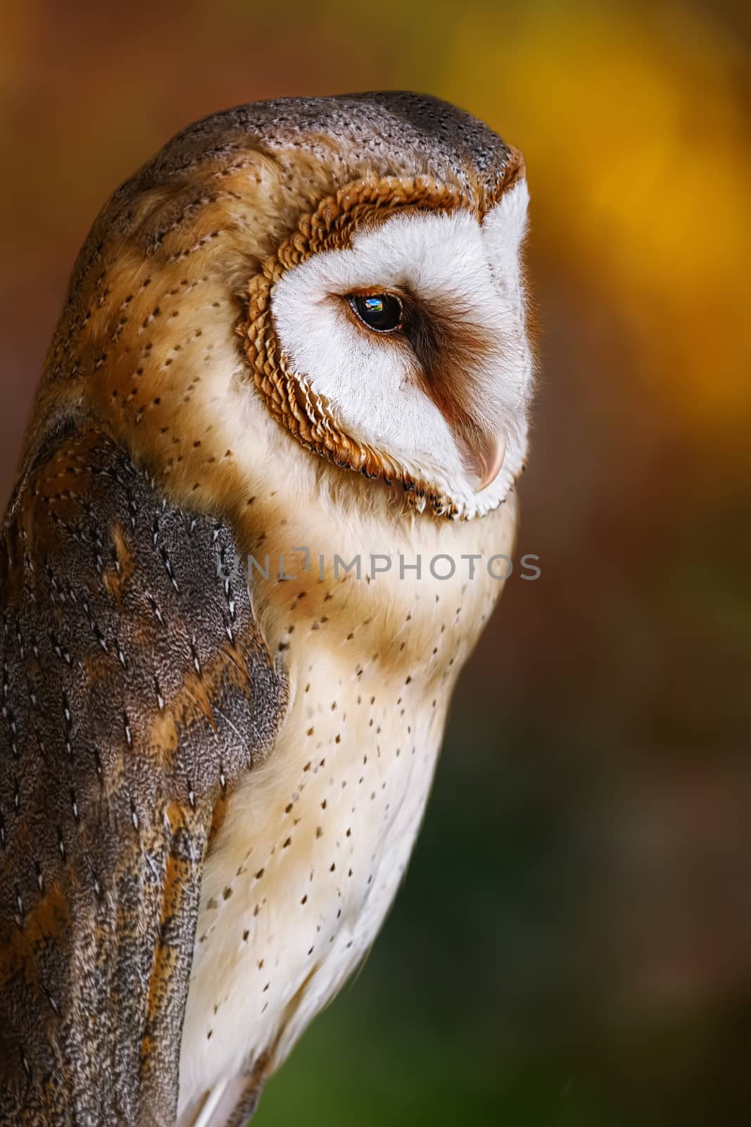 Common barn owl (Tyto alba) by SNR