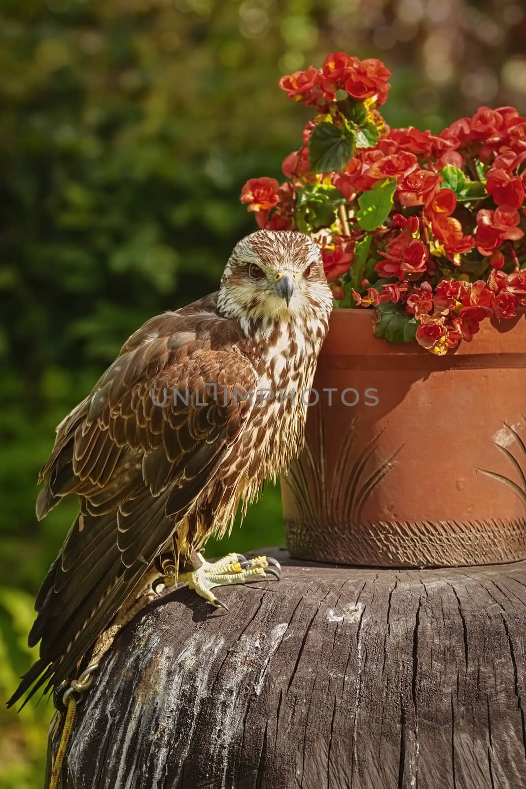 Saker falcon (Falco cherrug) by SNR
