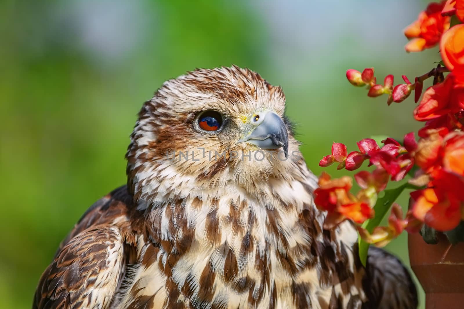 Saker falcon (Falco cherrug), a large species of falcon
