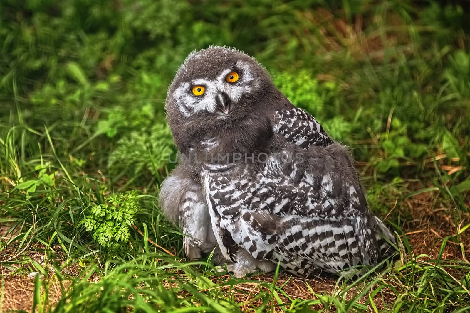 Chick of snowy owl (Bubo scandiacus)