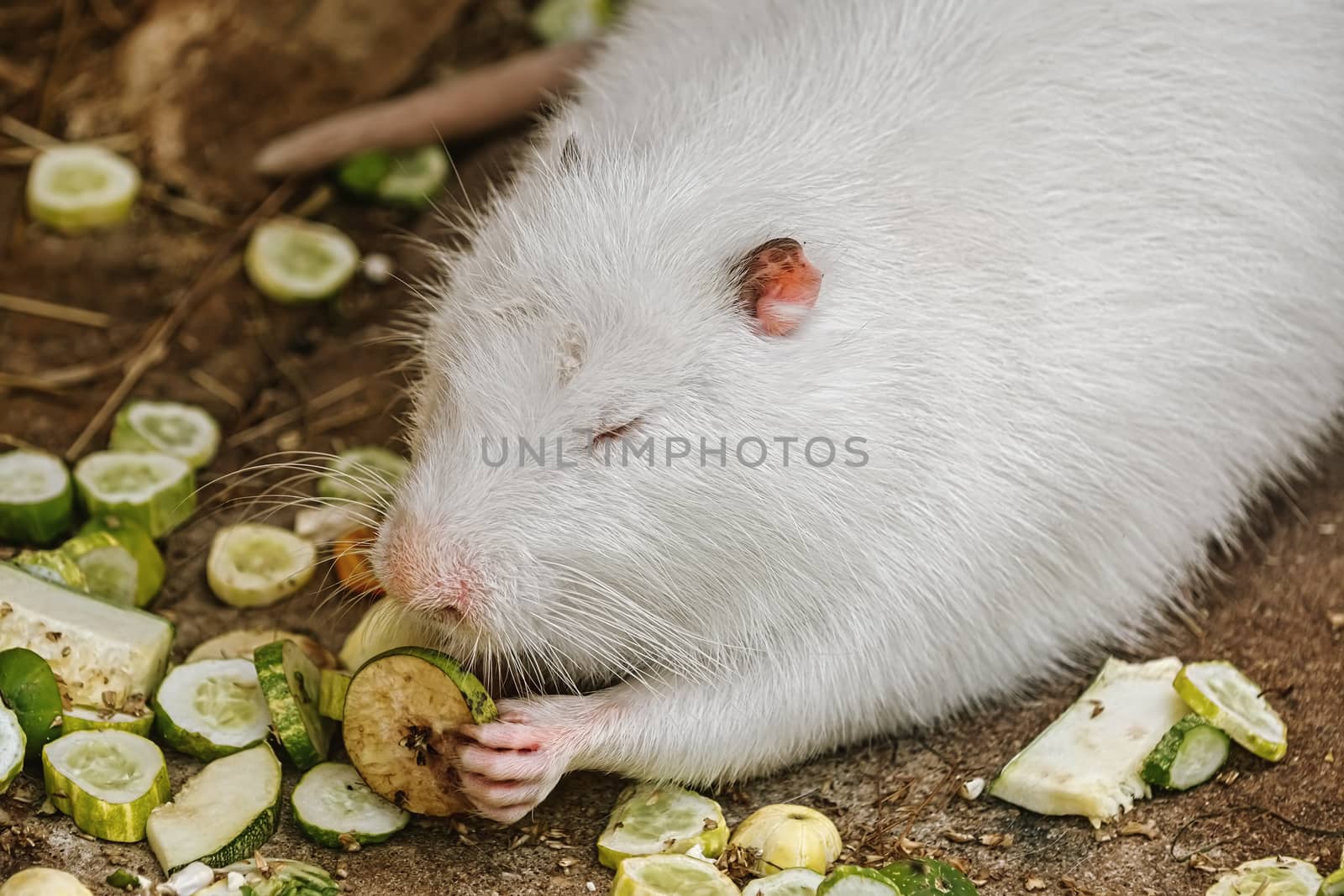 White coypu (Myocastor coypus) eating vegetables