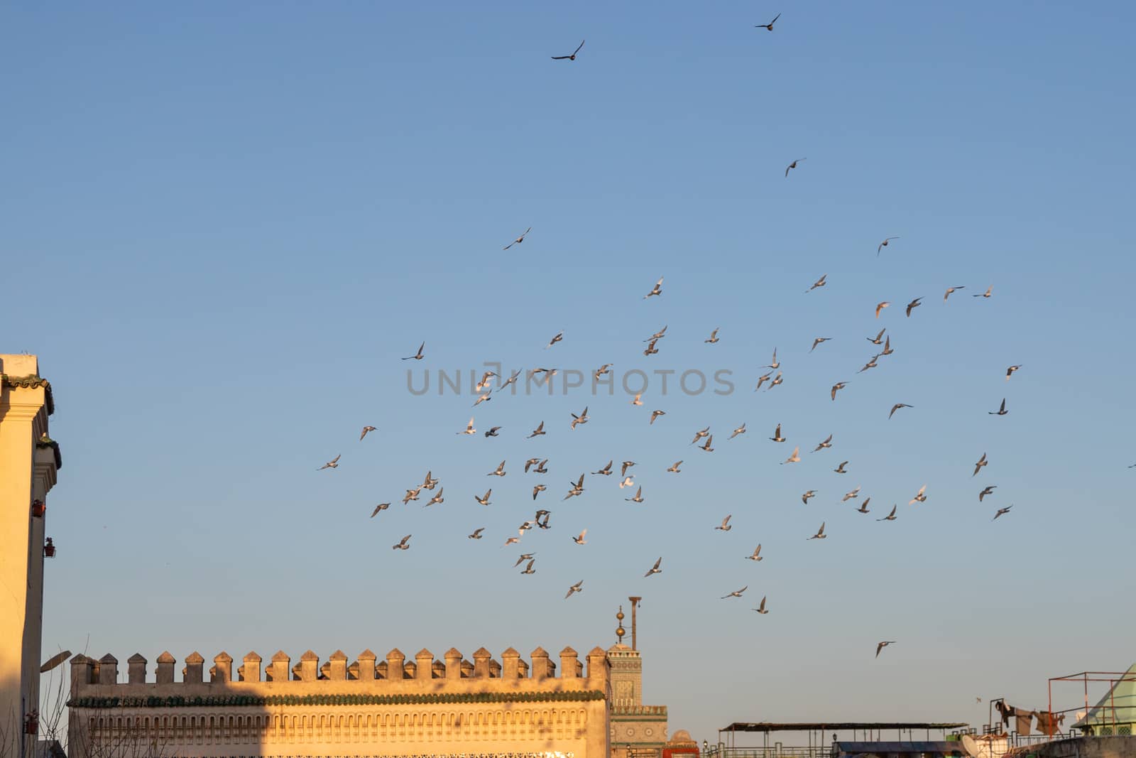 Bab Bou Jeloud gate (Blue Gate) - Fez, Morocco sunset with pigeons flying above against a warm blue sky.. High quality photo