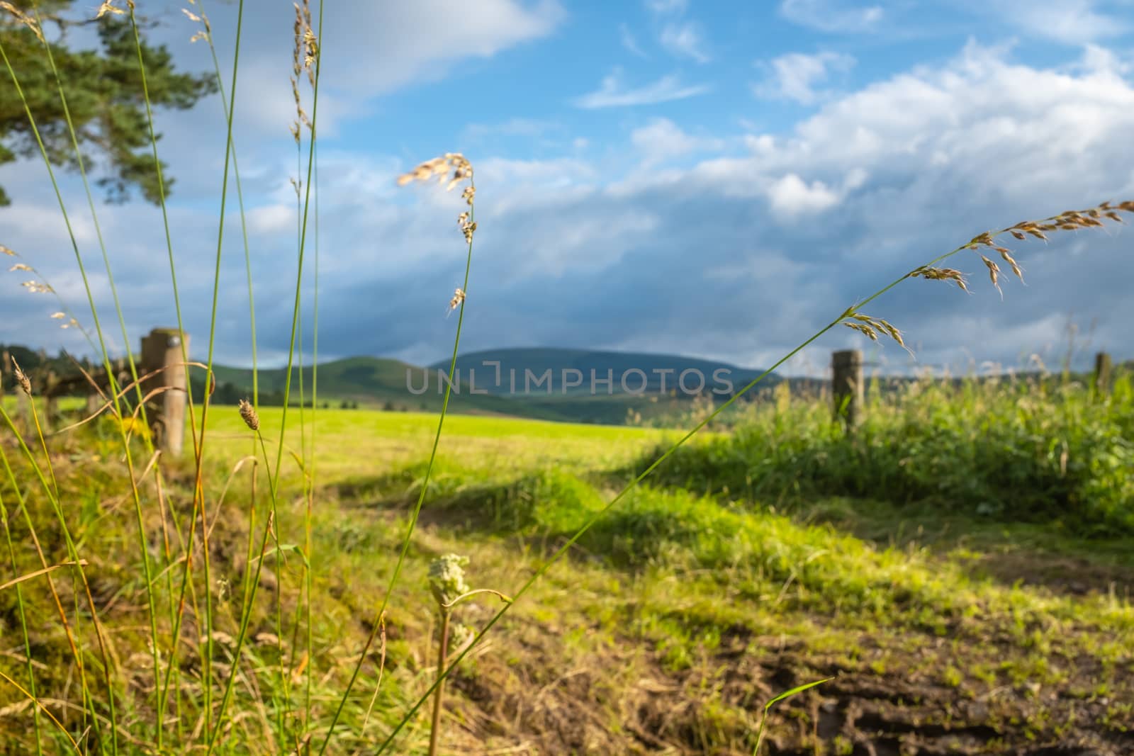 Beautiful Rolling Hills Of The Scottish Borders With Summer Grass In The Foreground