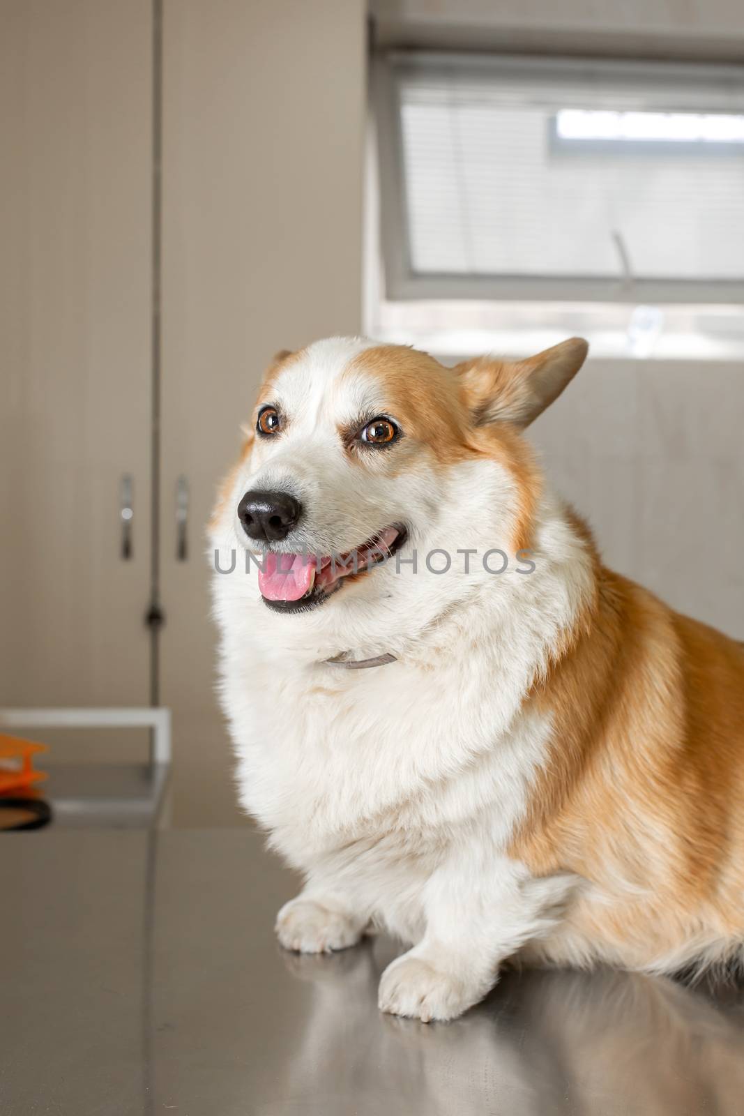 dog breeds corgi on examination at the vet. Sits on a metal table before the procedure.