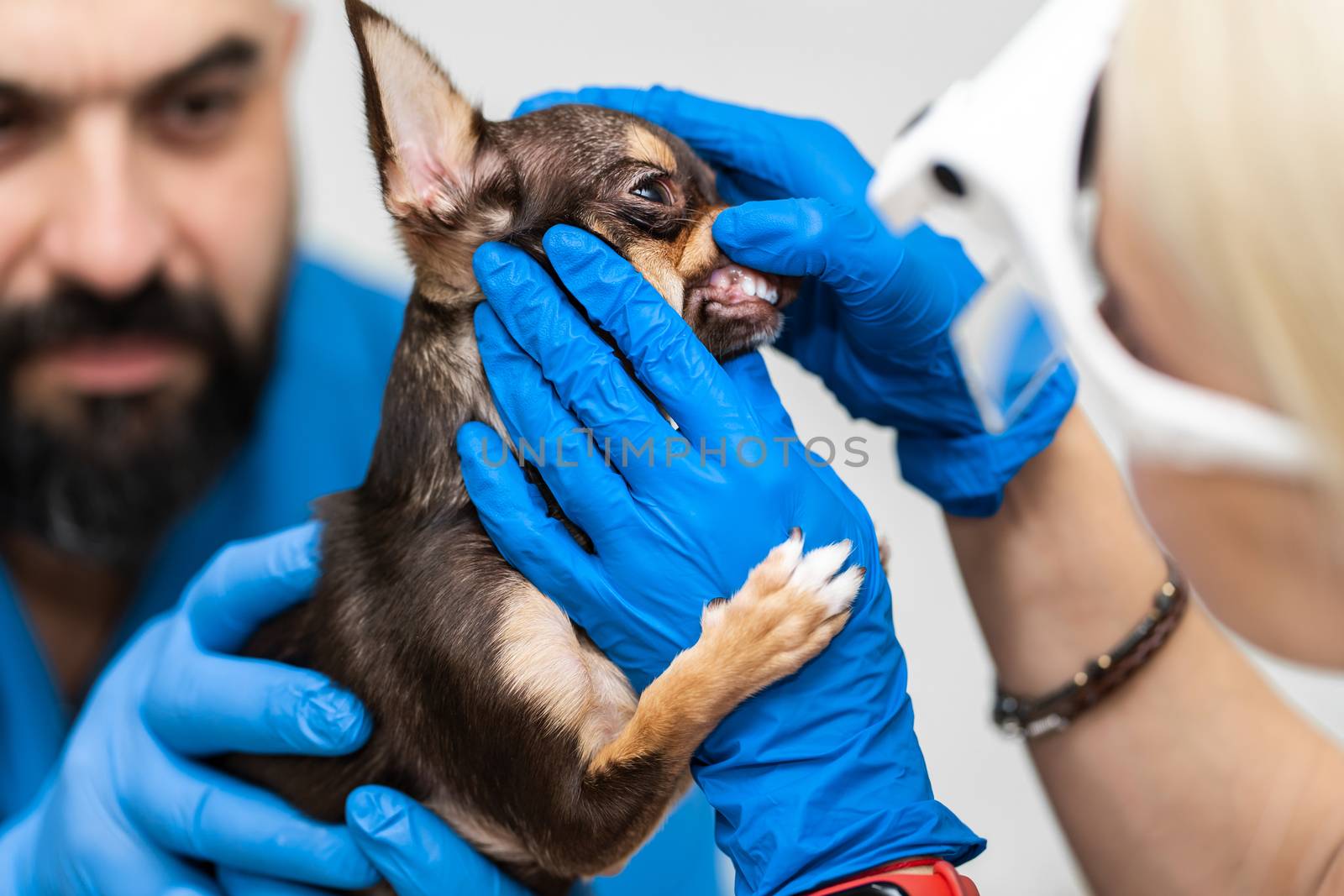 Professional veterinary examination of a dogs teeth. Pet health.