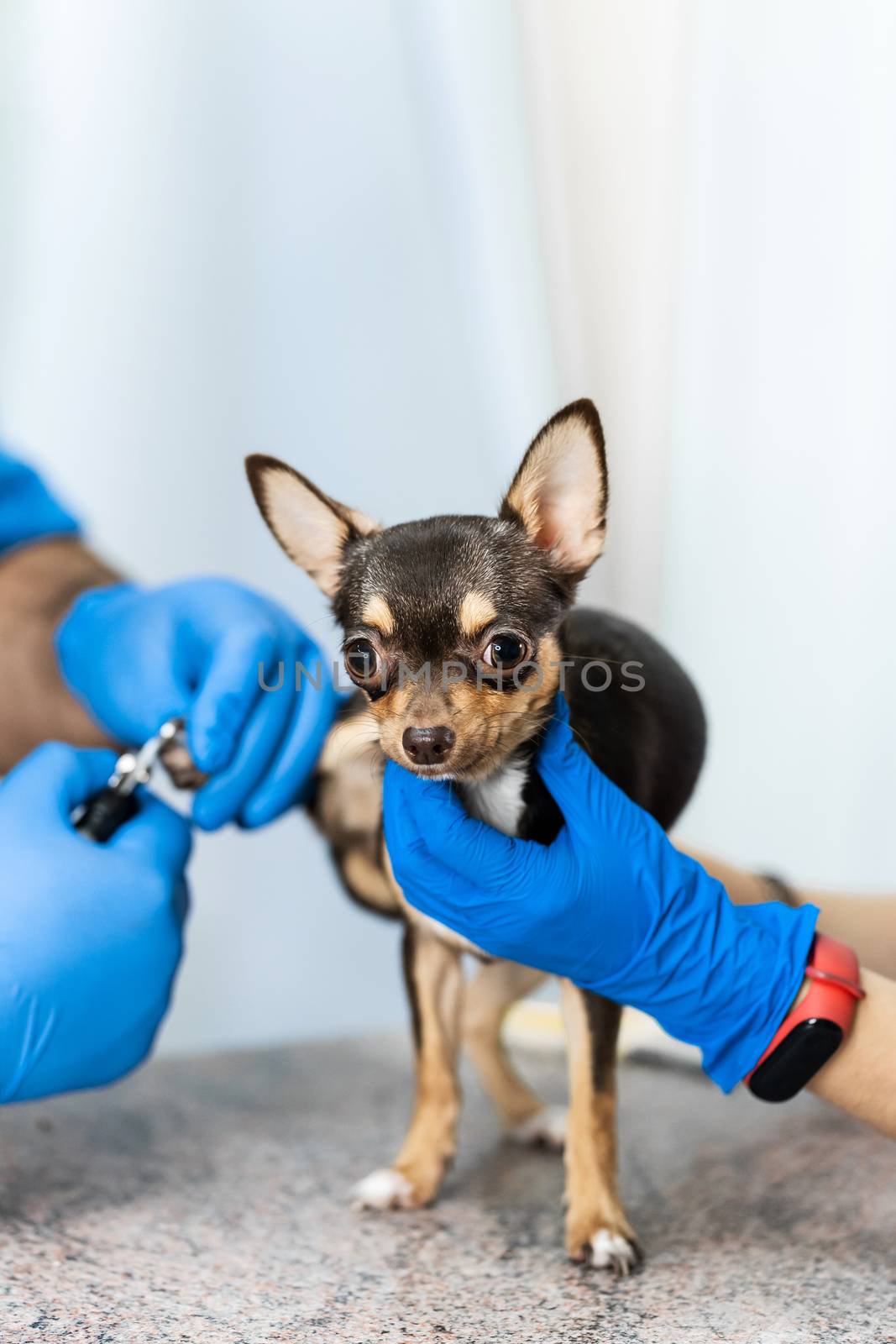 A professional veterinarian cuts the claws of a small dog of the Chihuahua breed on a manipulation table in a medical clinic. Pet care concept.