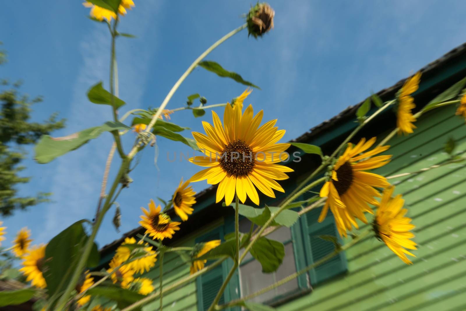 Bright yellow sunflower against bokeh background of other sunflowers and green exterior building.
