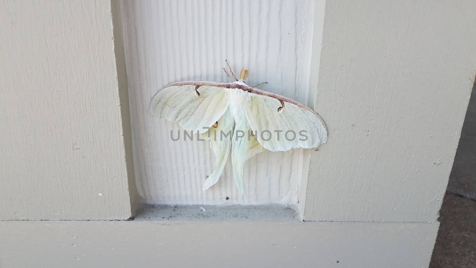 large giant white moth insect on wood pillar or wall