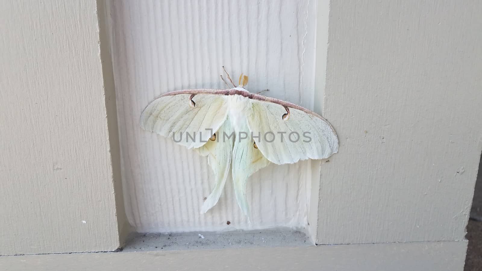 large white moth insect on wood pillar or wall by stockphotofan1