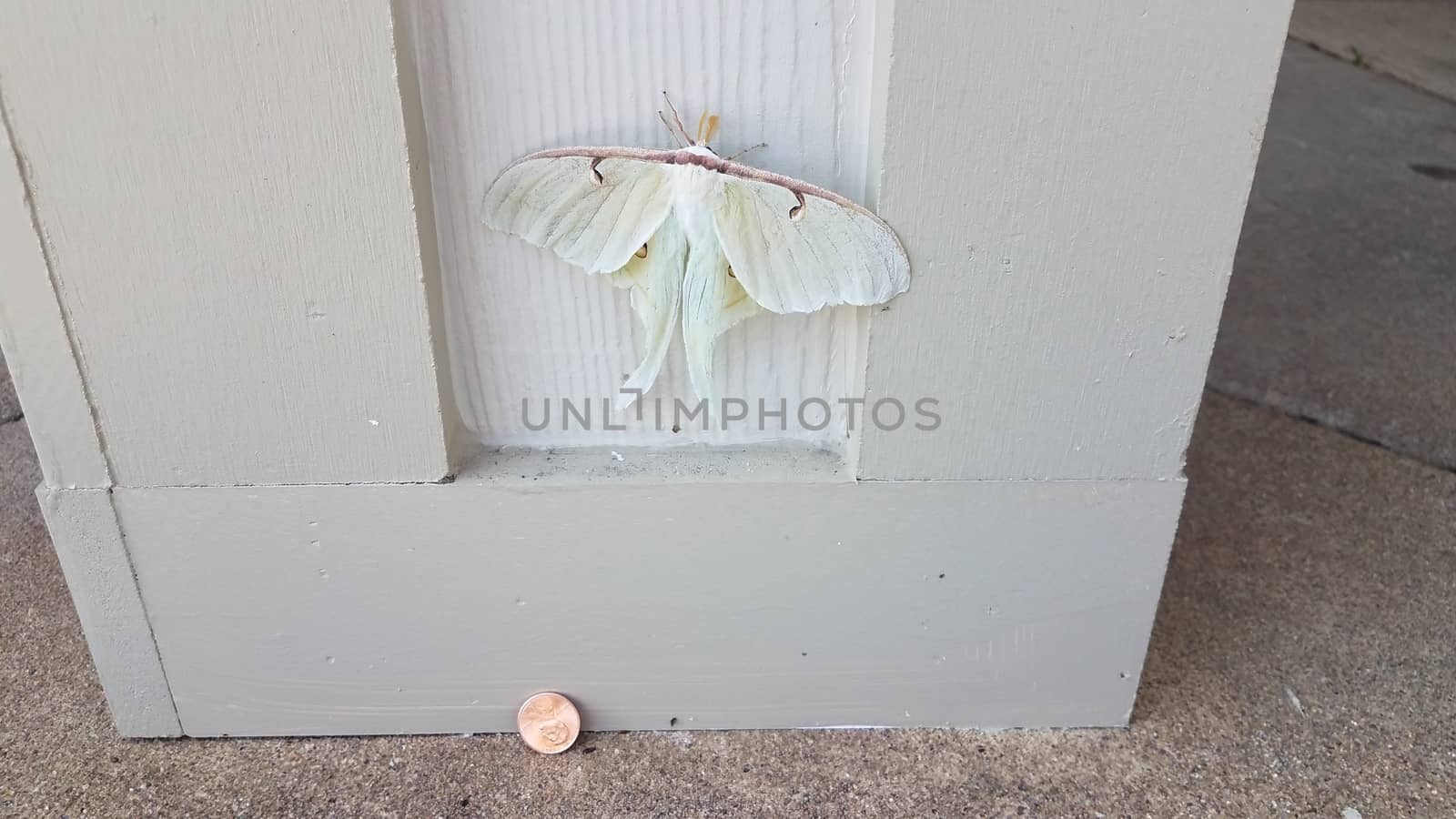 large white moth insect on wood pillar or wall with penny by stockphotofan1