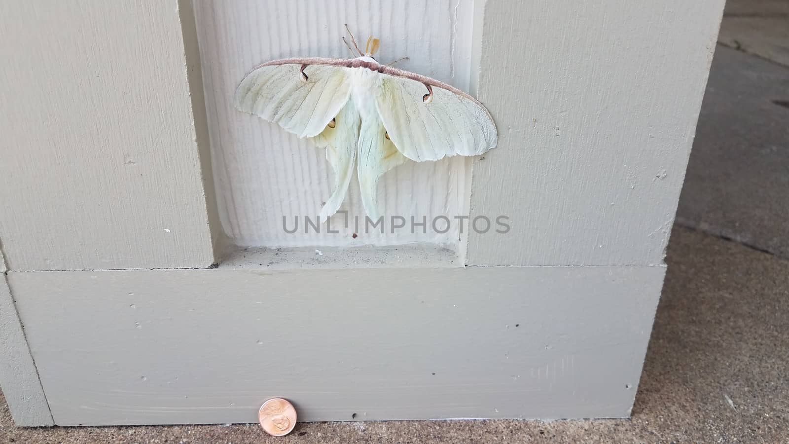 large giant white moth insect on wood pillar or wall with penny