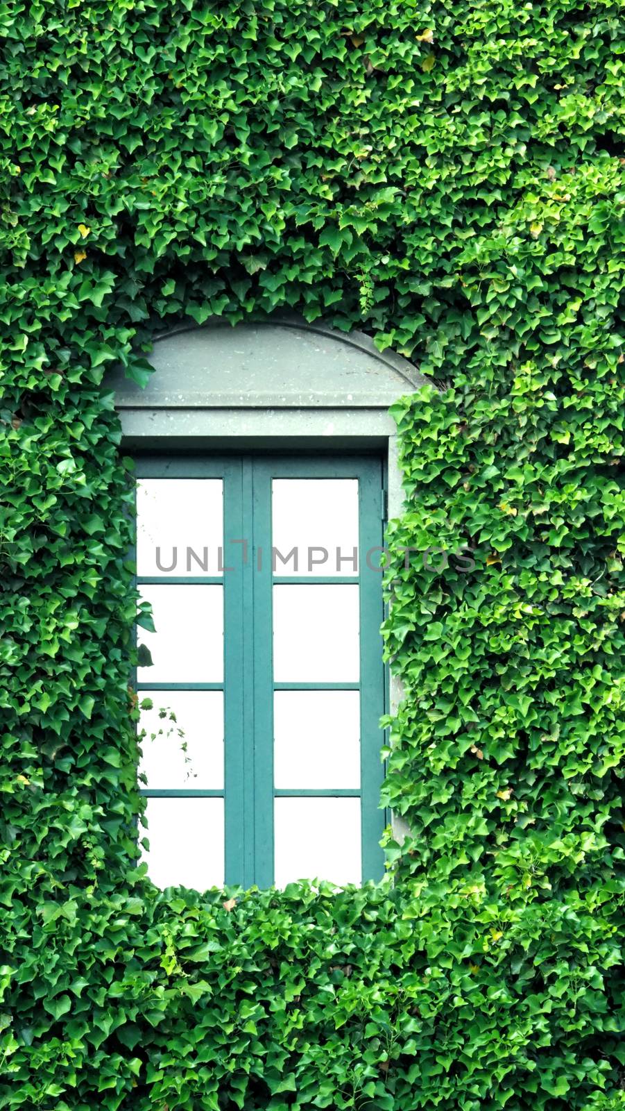 Many crawler green color leaves of Mexican daisy cover all on the old wall and window with european contemporary modern architecture building style.