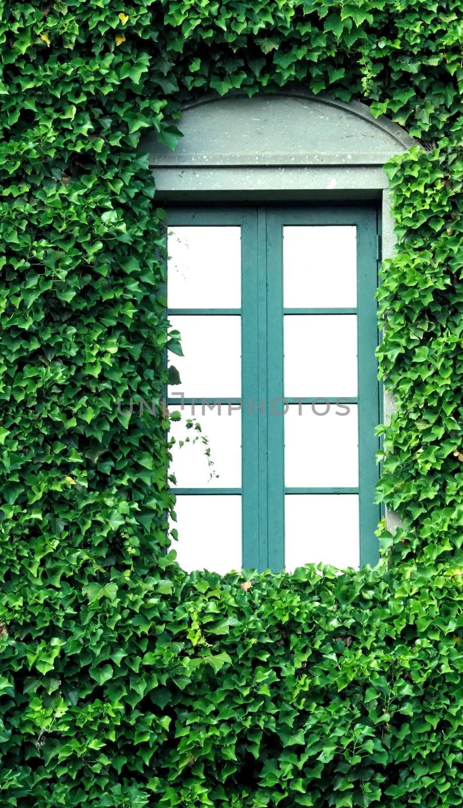 Many crawler green color leaves of Mexican daisy cover all on the old wall and window with european contemporary modern architecture building style.