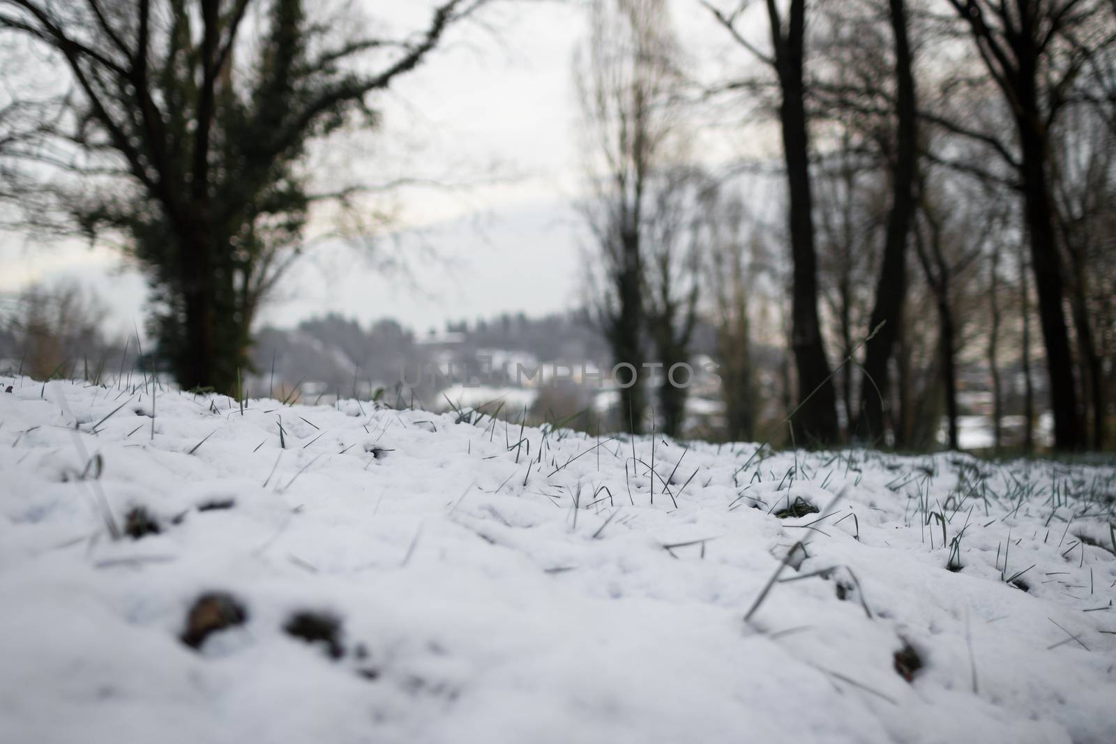A snowy forest in the cold of winter.
