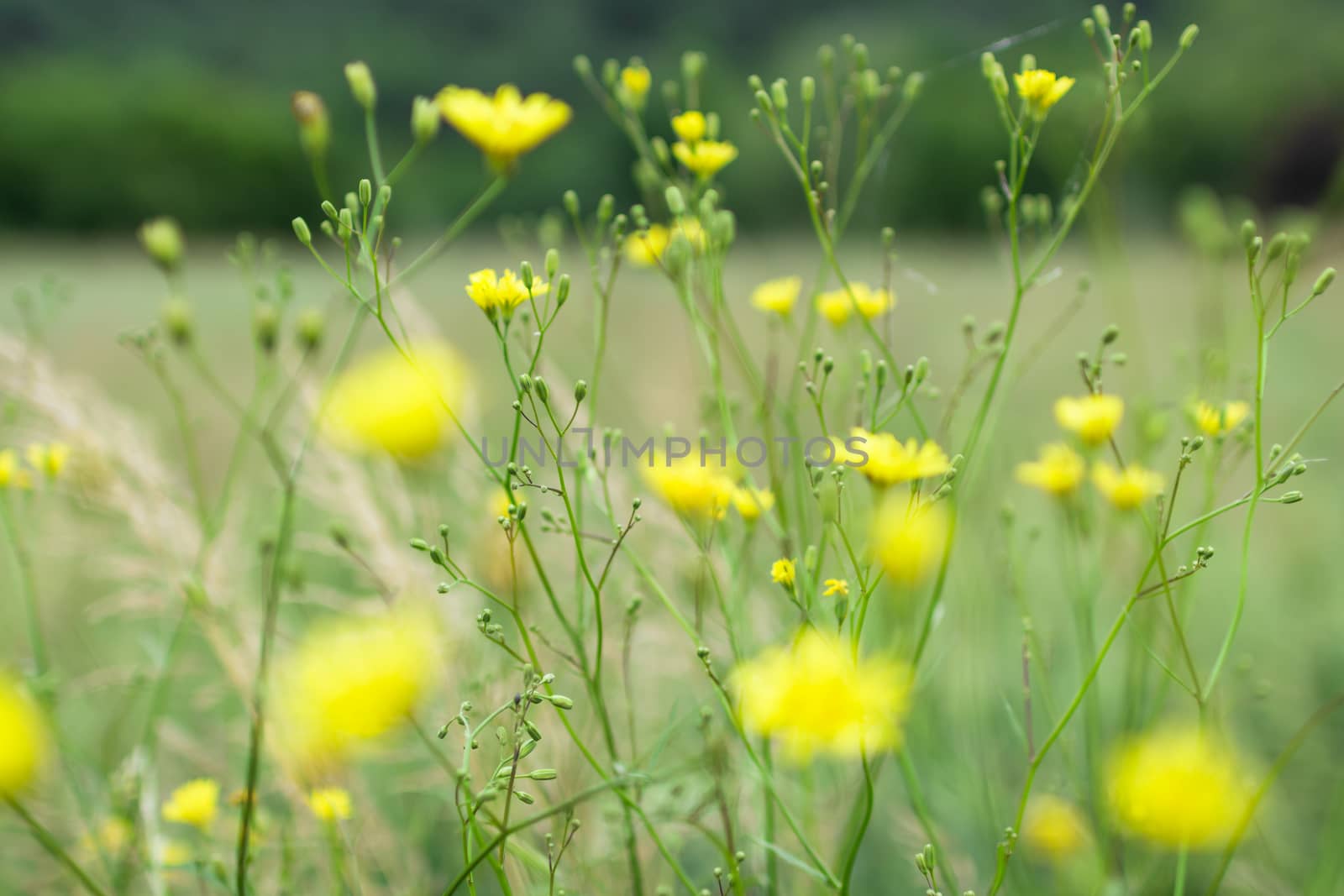 Amazing yellow flowers, in spring, with blurred background.