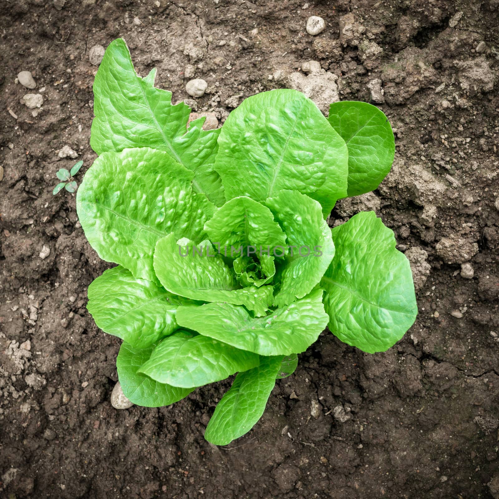 A plant lettuce, top view, ready for harvest.