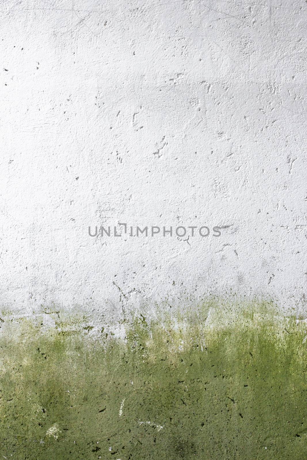 Front view of a wall attacked by moss and mold.