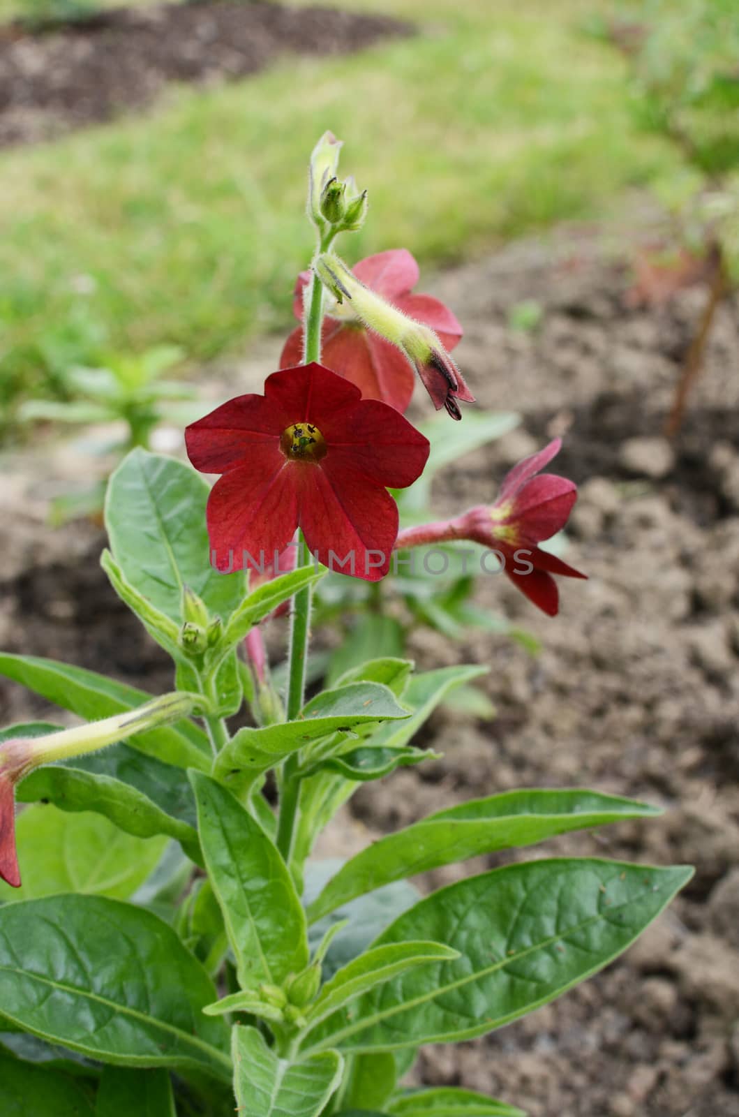 Red nicotiana flowers, Baby Bella, starting to bloom in a flower bed - Nicotiana x hybrida