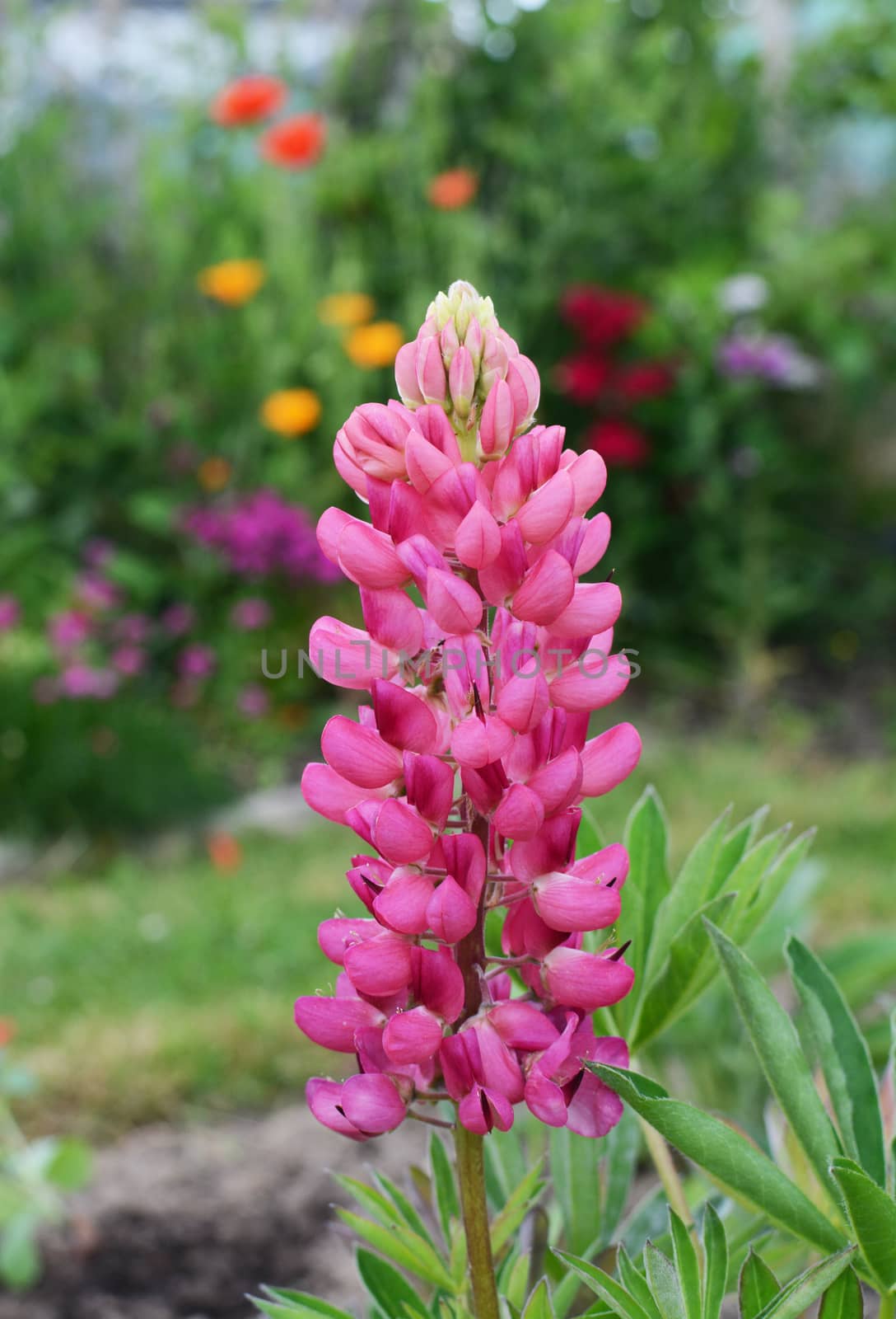 Pink lupin flowers, Lupinus Gallery Pink by sarahdoow