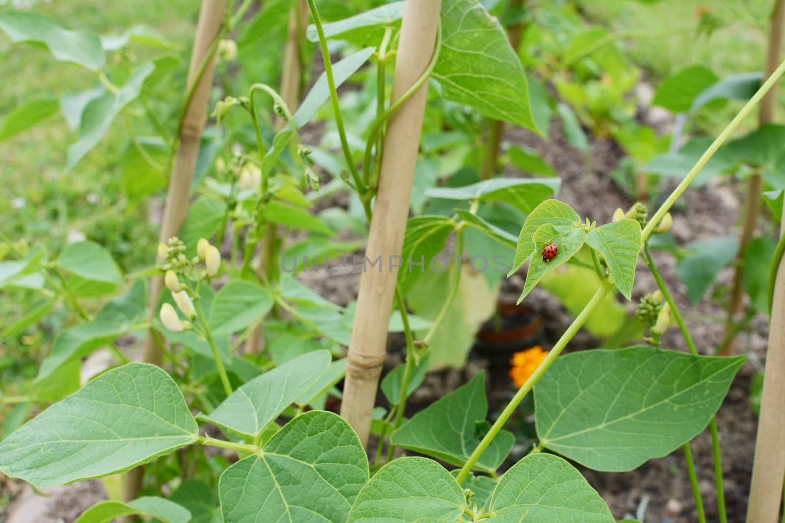Harlequin ladybird on a runner bean vine, growing up a wigwam by sarahdoow