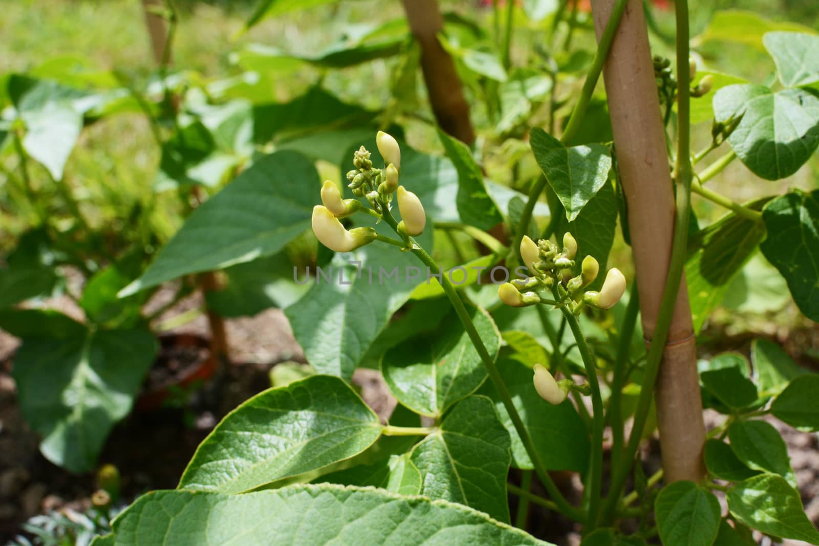 White flower buds of a Wey runner bean plant; leafy vine growing around a bamboo cane wigwam
