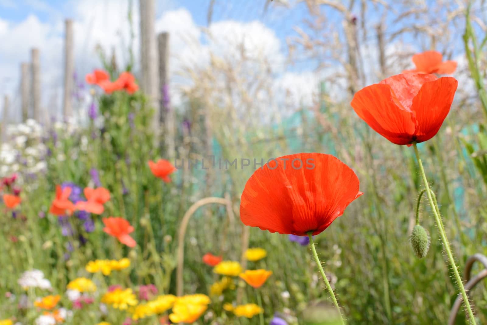 Red corn poppies in selective focus against tall grasses and a colourful flower bed in summer
