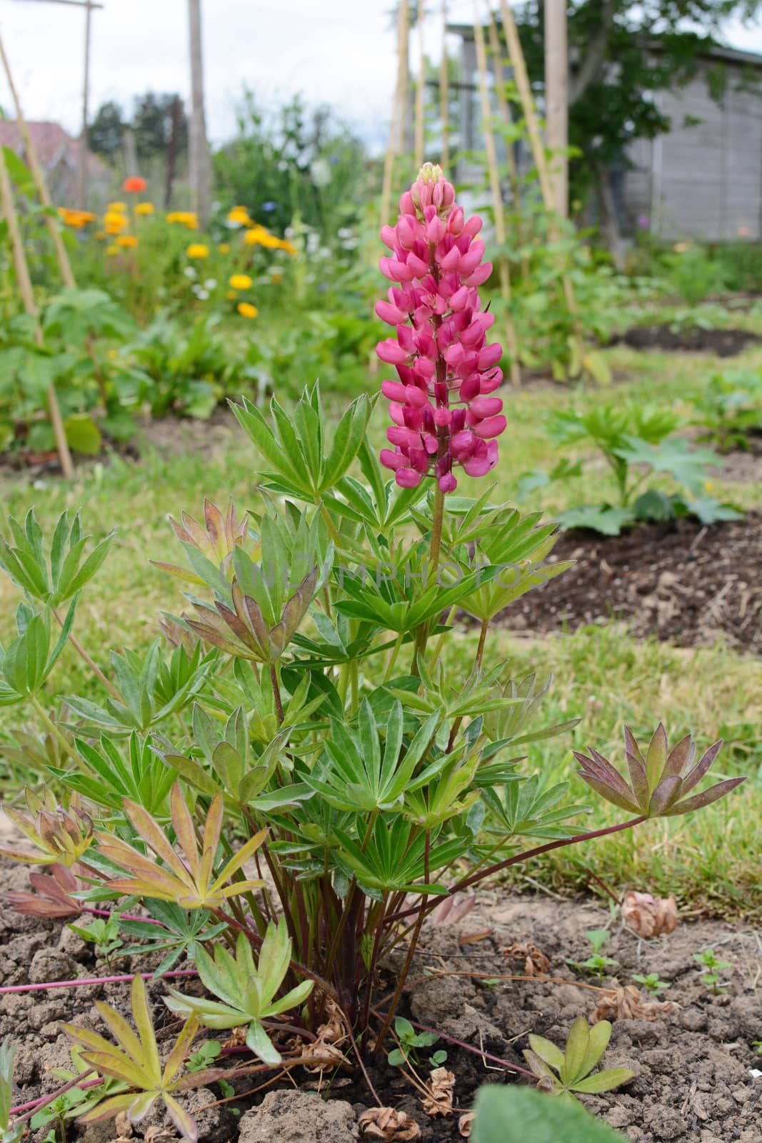 Gallery pink lupin plant, Lupinus polyphyllus, flowering in a rural garden