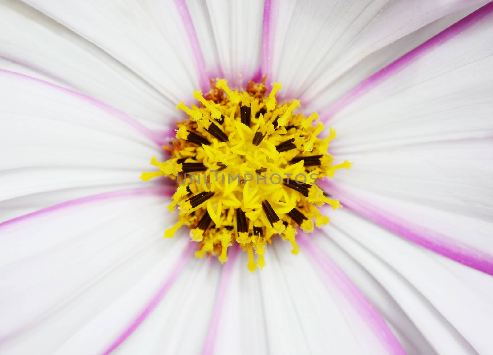 Pretty cosmos flower with white petals and pink stripes by sarahdoow