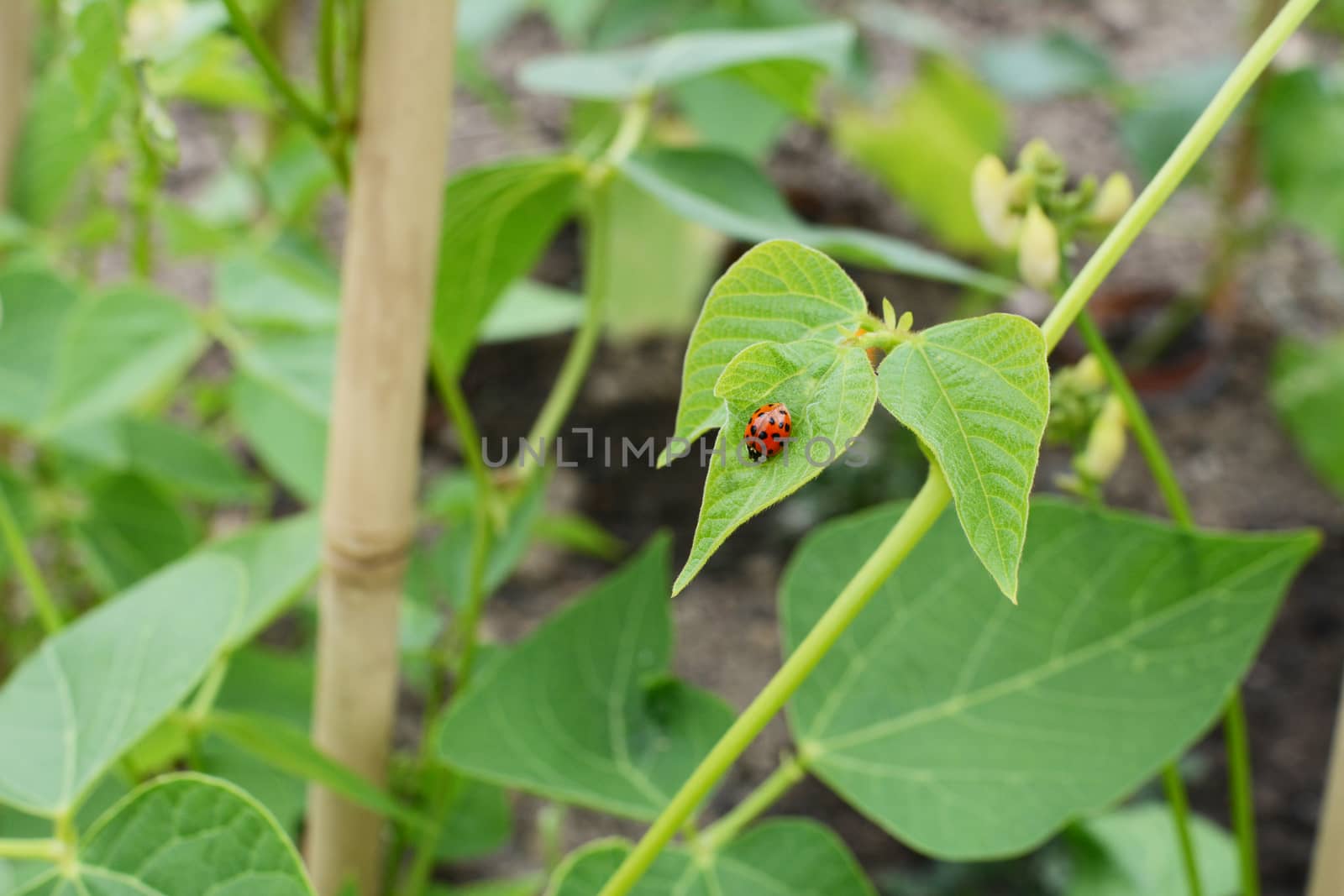 Harlequin ladybird, Harmonia axyridis, on the leaf of a runner bean vine in an allotment garden