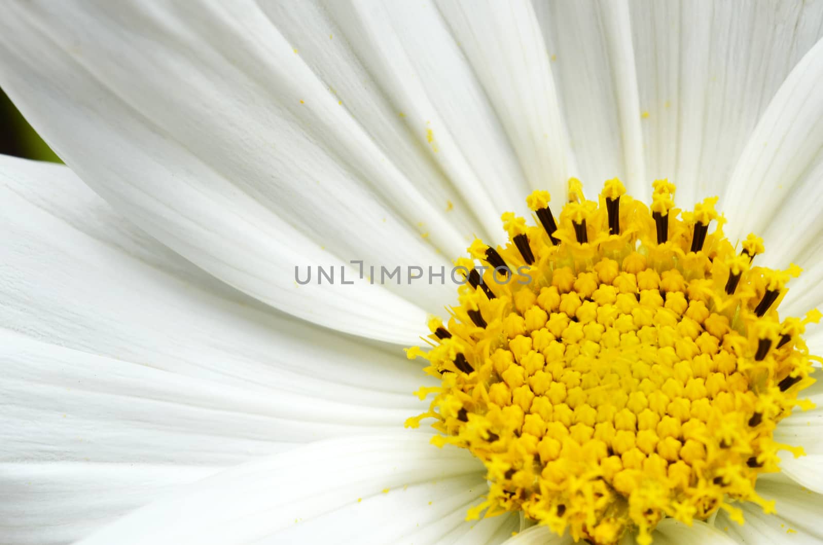 Macro of delicate white cosmos flower with yellow stamen, covered with pollen