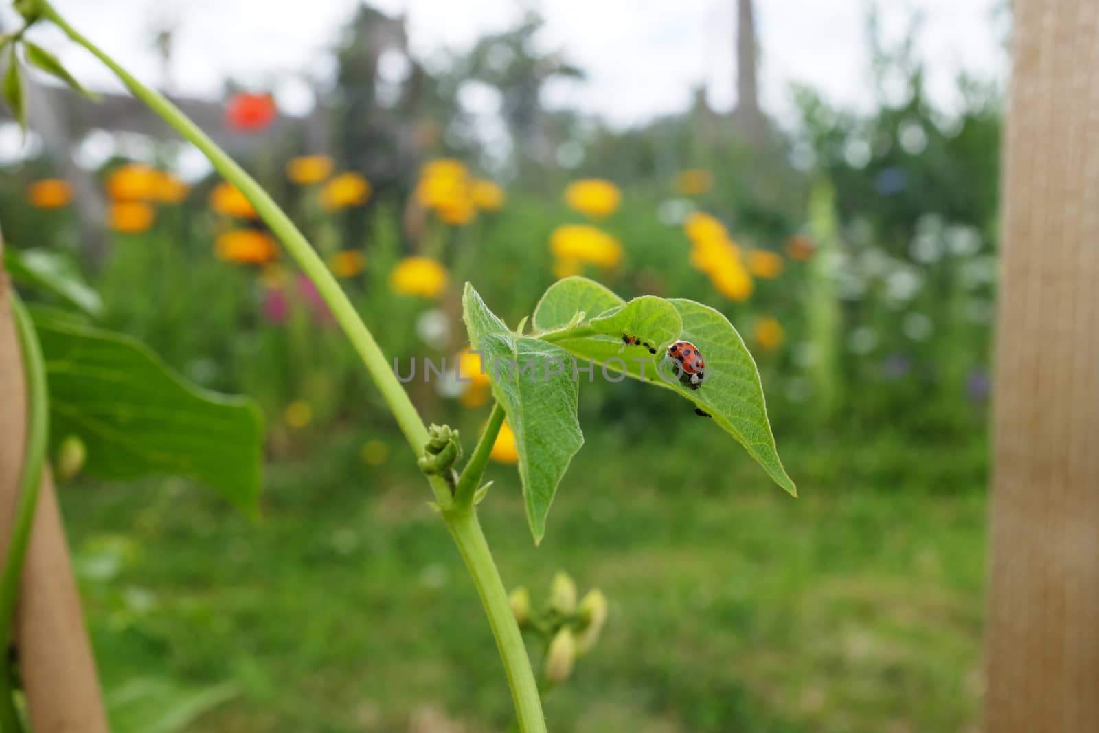 Harlequin ladybird on a runner bean leaf infested with blackfly  by sarahdoow