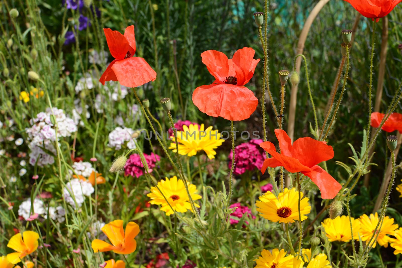 Red common poppies, yellow calendula and Sweet William flowers grow together in a sunny garden