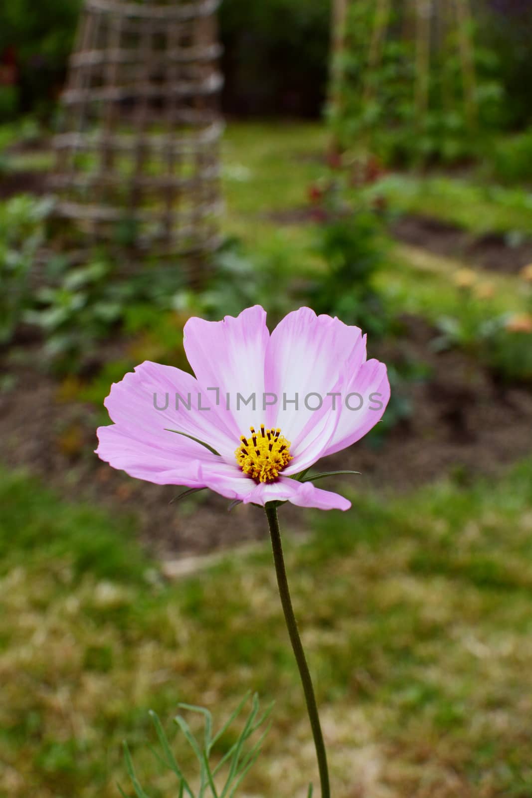 Cosmos Peppermint Rock flower with pink and white petals by sarahdoow