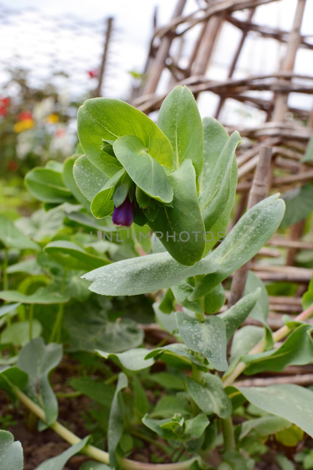 Cerinthe or honeywort, starting to bloom with a purple flower in a flower bed