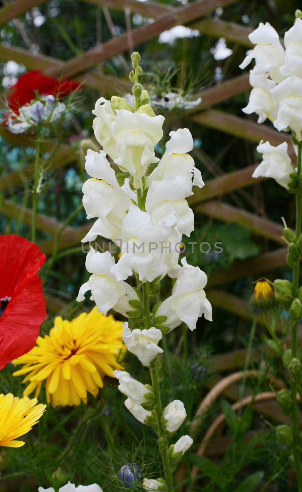 White snapdragon flowers, antirrhinum, growing in a flower bed among calendula and poppies
