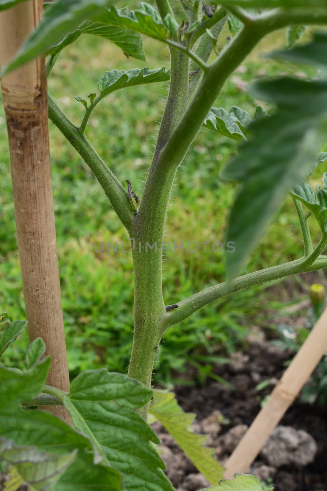 Small side shoot growing on a tomato plant between trusses of an indeterminate cordon plant. Sideshoots should be pinched out to encourage bushy growth.